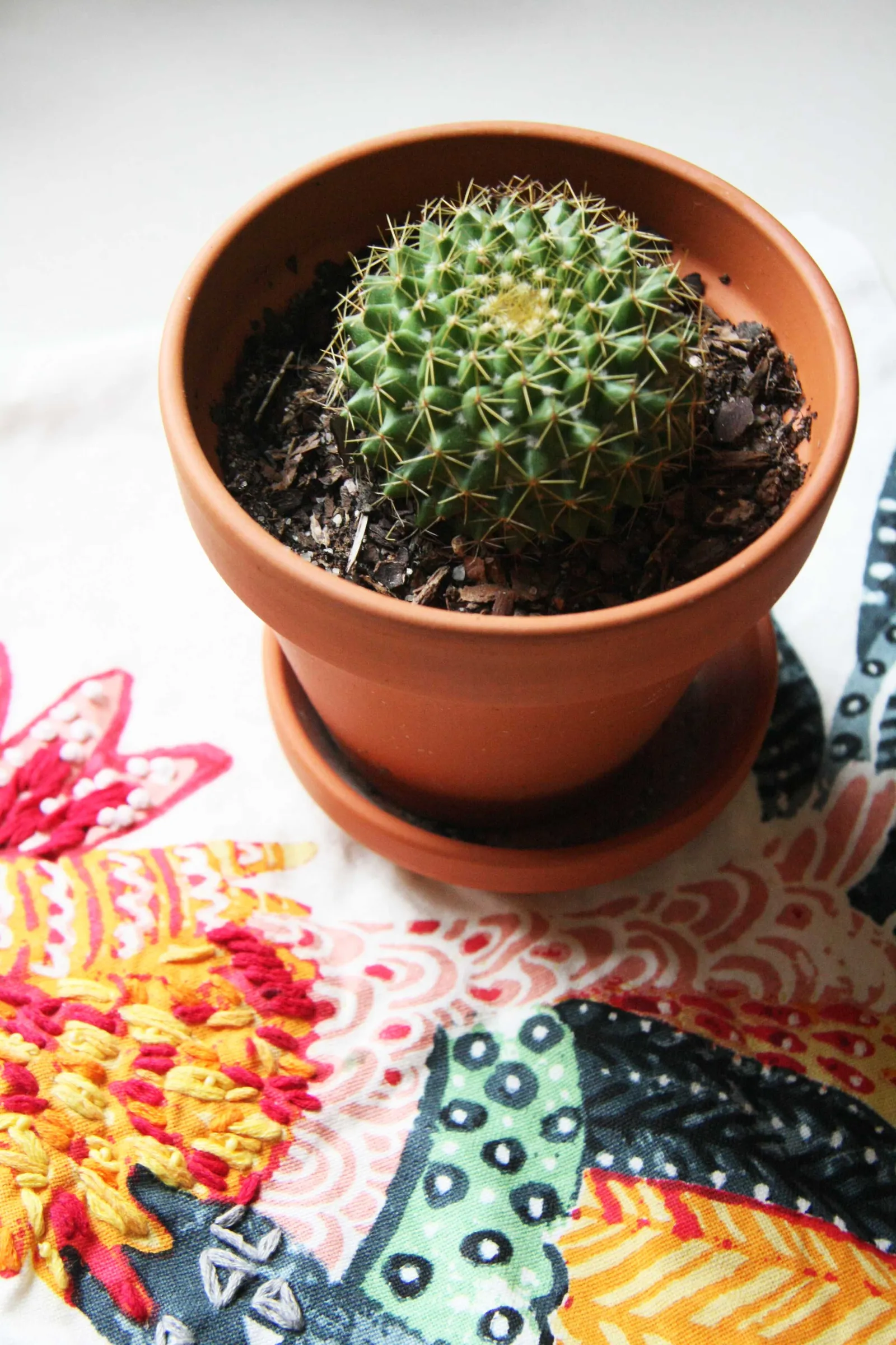 Uptown Century Home — image 15