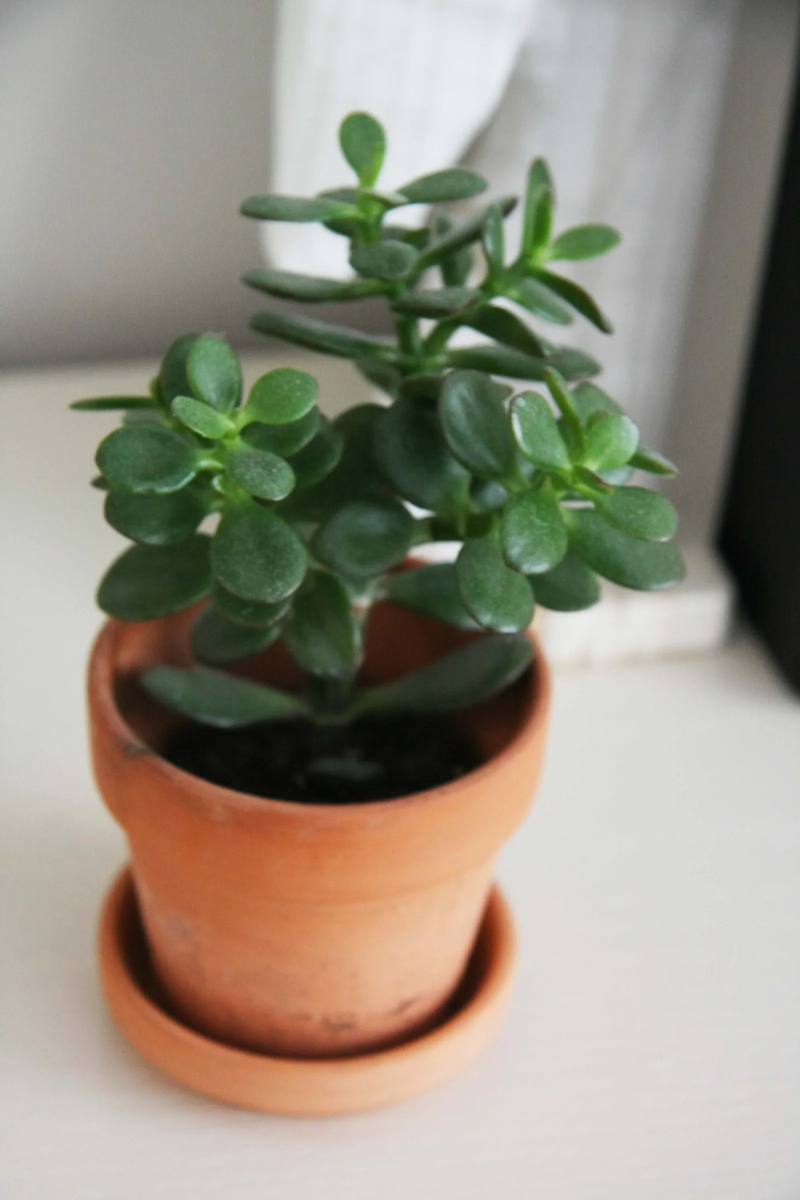 Uptown Century Home — image 35