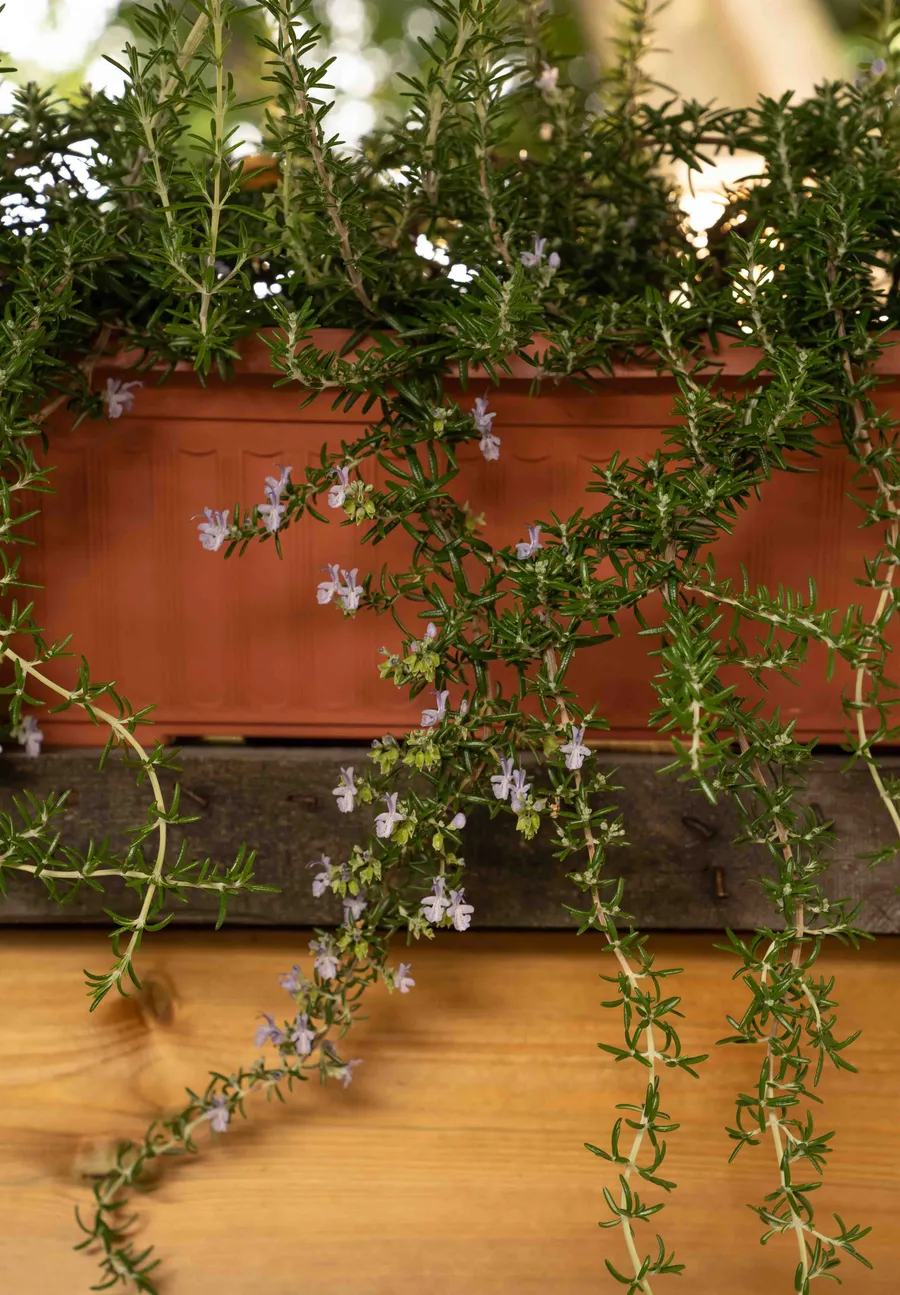 Uptown Century Home — image 54